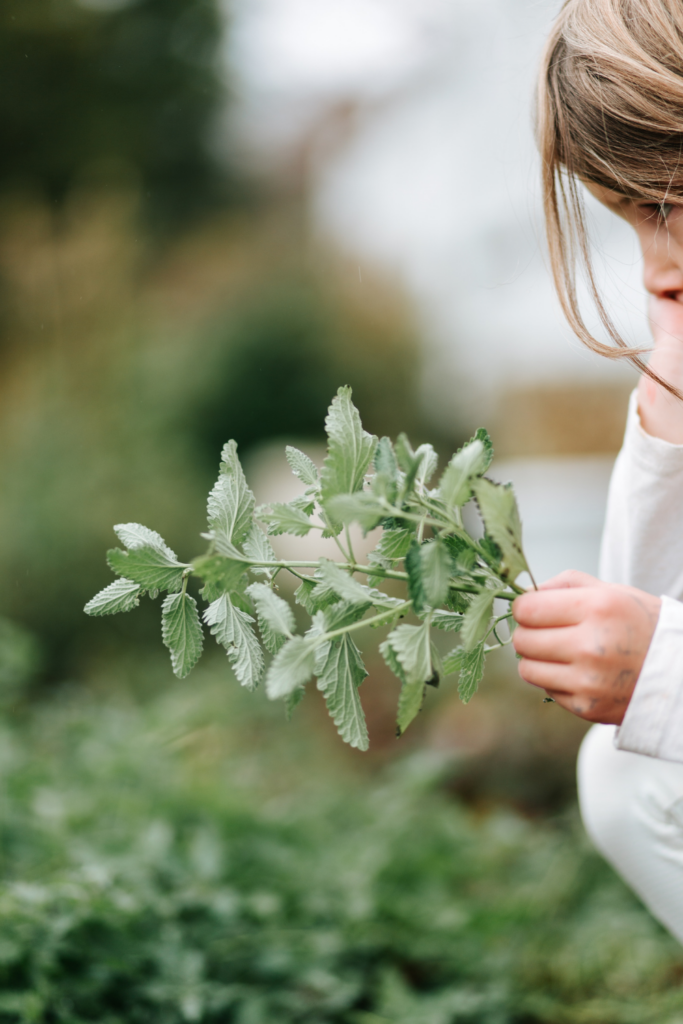 young girl holding catmint to make into catmint tea
