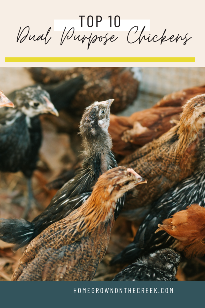Top 10 Dual-Purpose Chicken Breeds for Small Spaces